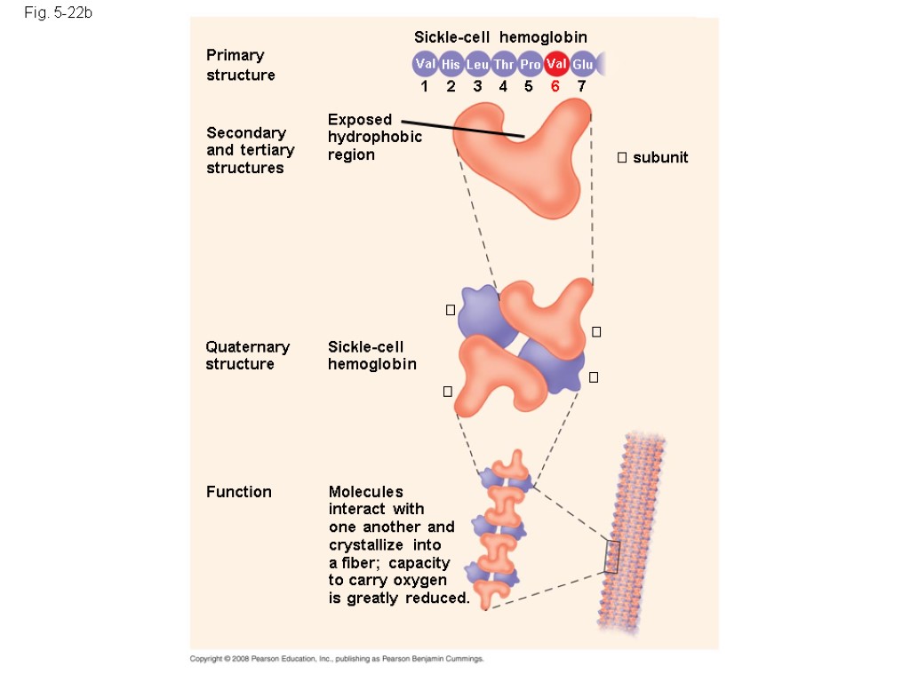 Fig. 5-22b Primary structure Secondary and tertiary structures Function Quaternary structure Molecules interact with